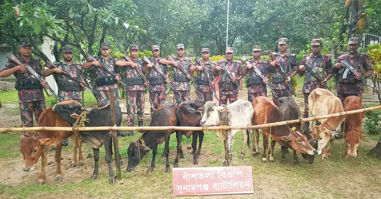 বিজিবির অভিযানে উদ্ধারকৃত গরু